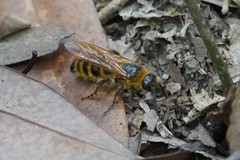 Megacampsomeris formosensis