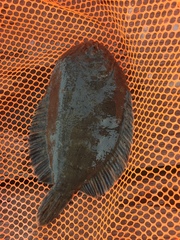 Trinectes maculatus