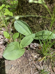 Galearis spectabilis