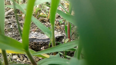 Pristimantis unistrigatus