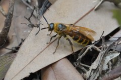 Megacampsomeris formosensis