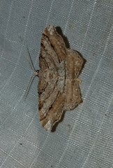 Macaria multilineata