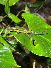Anolis gracilipes