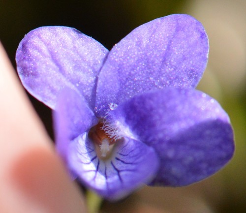 Image of Viola howellii by (c) David Anderson, some rights reserved (CC BY)