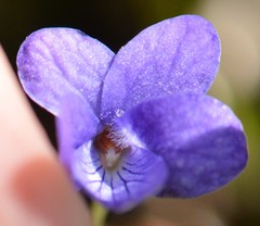 Viola howellii