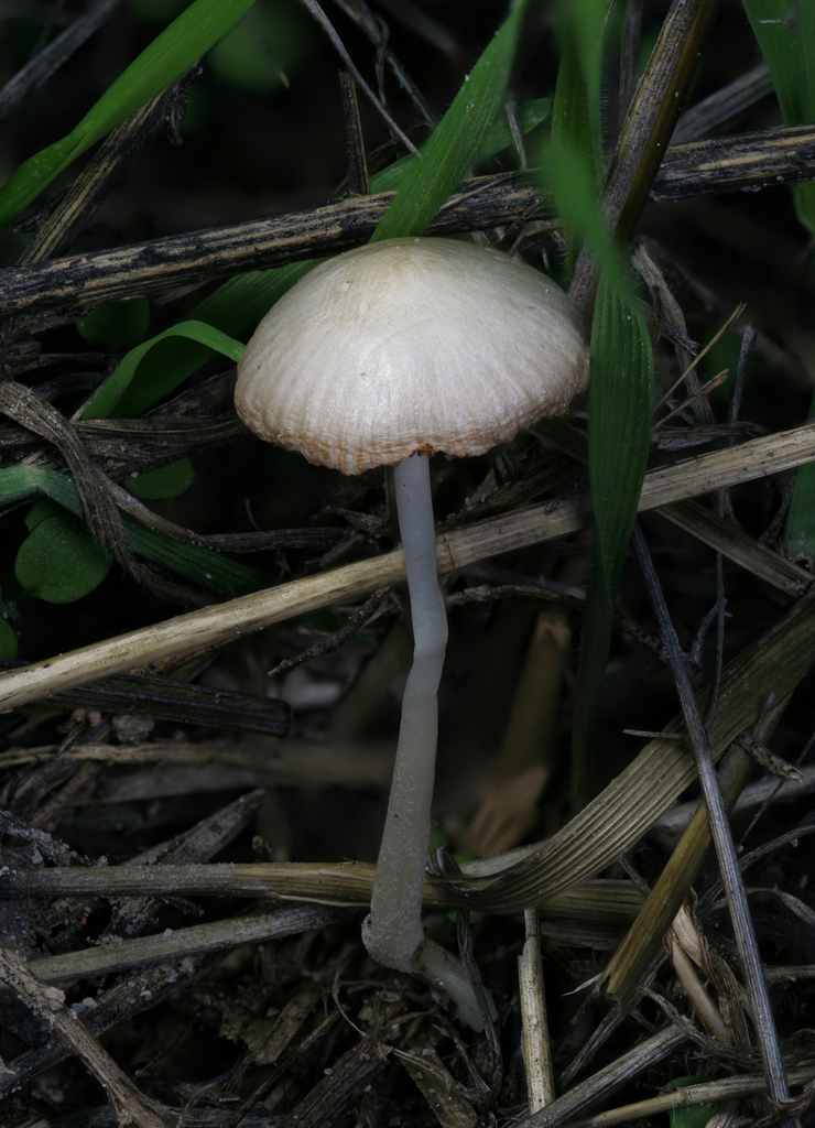 Bolbitius subvolvatus