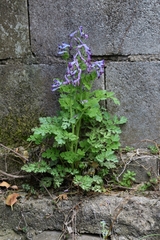 Corydalis incisa
