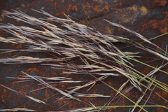 Stipagrostis ciliata capensis