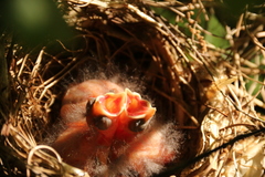Cardinalis cardinalis