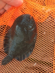 Trinectes maculatus