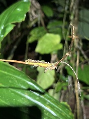 Anolis gracilipes