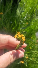 Amsinckia lycopsoides