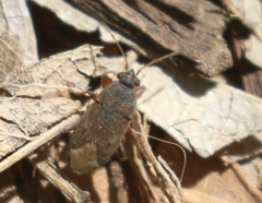 Ligyrocoris