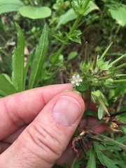 Geranium bicknellii