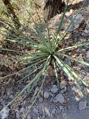 Yucca madrensis