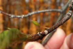 Callirhytis gallaestriatae