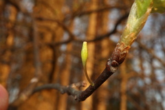 Callirhytis gallaestriatae