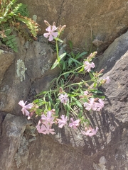 Silene caroliniana