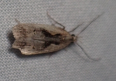 Dichomeris bilobella