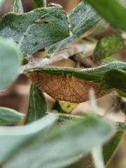 Hypolamprus ypsilon