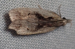 Dichomeris bilobella