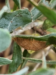 Hypolamprus ypsilon