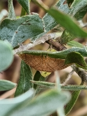 Hypolamprus ypsilon