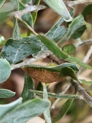 Hypolamprus ypsilon