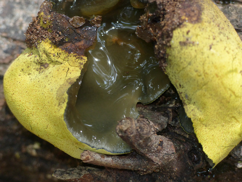 Entonaema liquescens