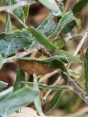 Hypolamprus ypsilon