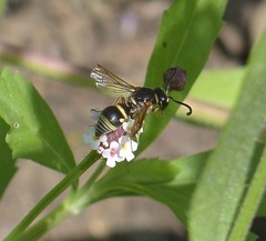 Stenodynerus propinquus