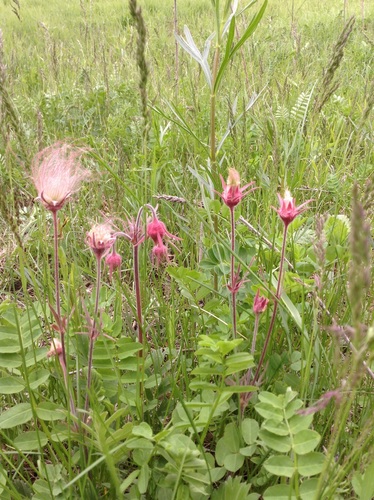 Old Man's Whiskers fruiting