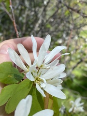 Amelanchier cusickii