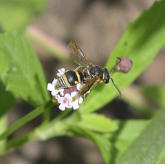 Stenodynerus propinquus