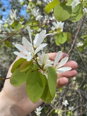Amelanchier cusickii