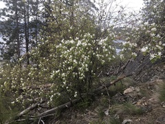 Amelanchier cusickii