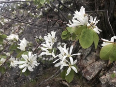 Amelanchier cusickii
