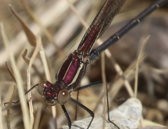 Hetaerina vulnerata