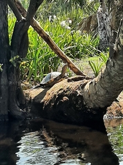 Trachemys grayi grayi