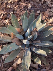 Agave guadalajarana