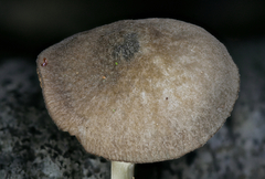 Hispidoderma