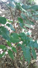 Dysoxylum spectabile