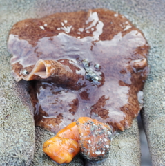 Kaburakia excelsa