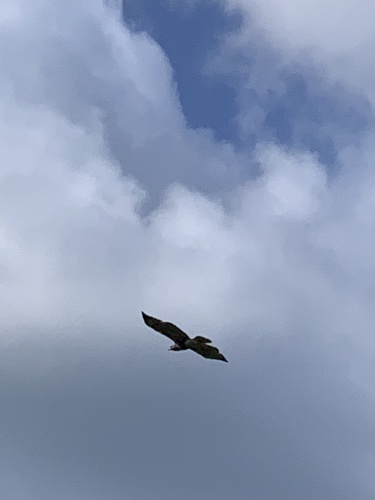 Buteo jamaicensis image