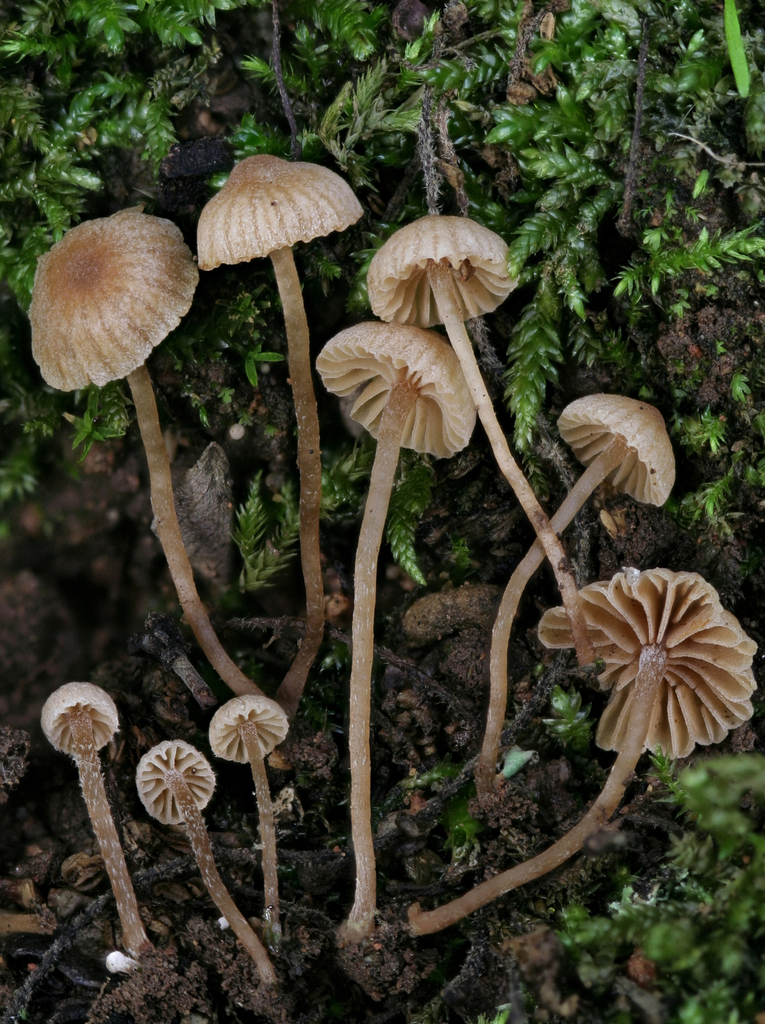 Tubaria vulcanica