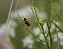 Cauchas rufimitrella