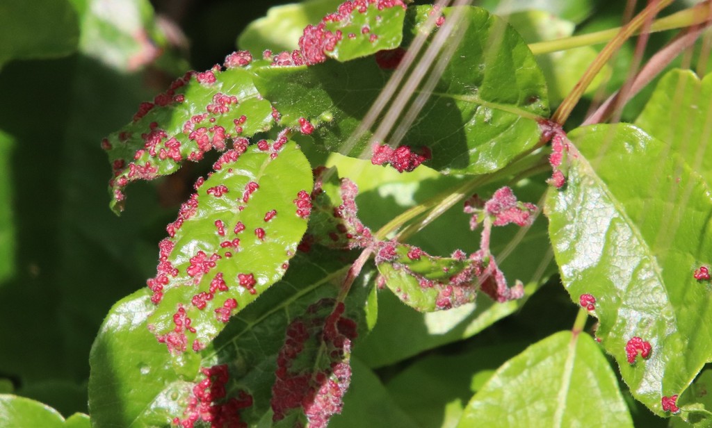 Poison Ivy Leaf Mite from Mission Trails Regional Park, San Diego, CA ...