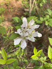 Rubus argutus