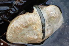 Cryptolithodes typicus