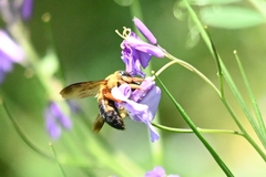 Xylocopa sinensis